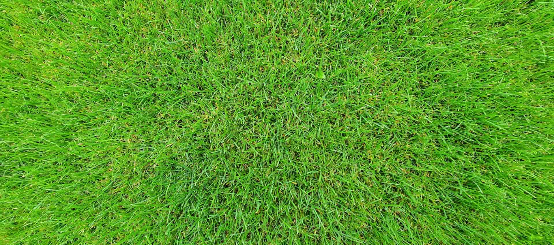 Healthy Grass Banner