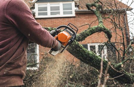 Why Routine Tree Trimming Matters for Healthy Growth Thumbnail