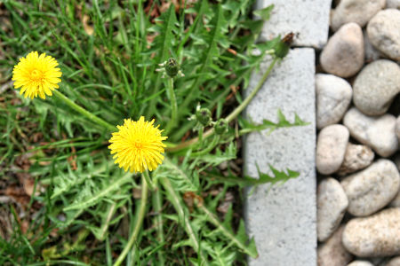 Flower Bed Weeding