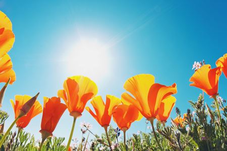 Flower Planting Thumbnail